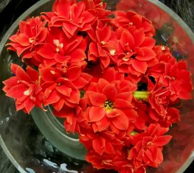 哪些花容易养活，四季开花，四季开花的花是什么？