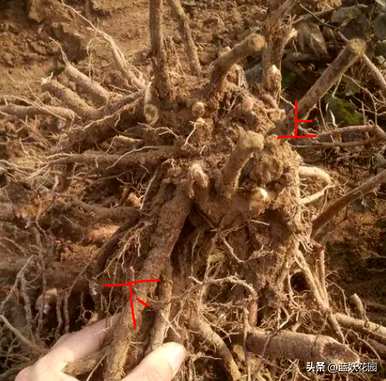 芍药哪个品种最好养，芍药哪个品种最好养？