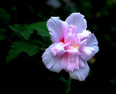丹麦芙蓉盆栽养殖方法、芙蓉养殖方法及注意事项