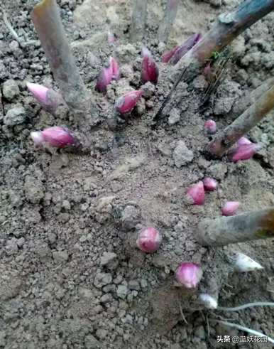 芍药哪个品种最好养，芍药哪个品种最好养？