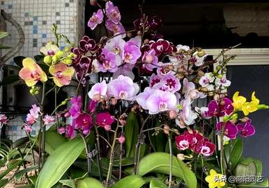 蝴蝶兰施什么肥最好看又好养？蝴蝶兰施什么肥最好？