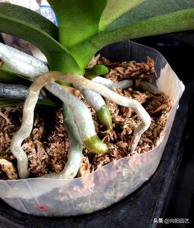 蝴蝶兰施什么肥最好看又好养？蝴蝶兰施什么肥最好？
