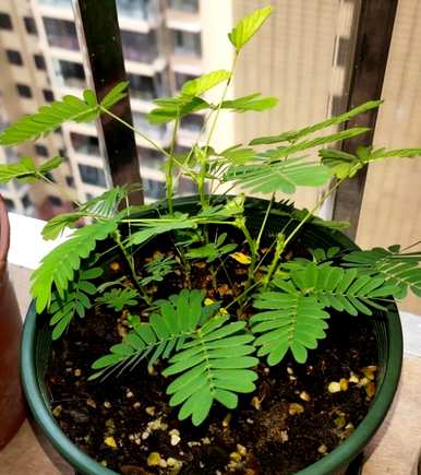 刚买的含羞草怎么养？含羞草适合室内养吗？