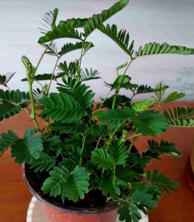 刚买的含羞草怎么养？含羞草适合室内养吗？