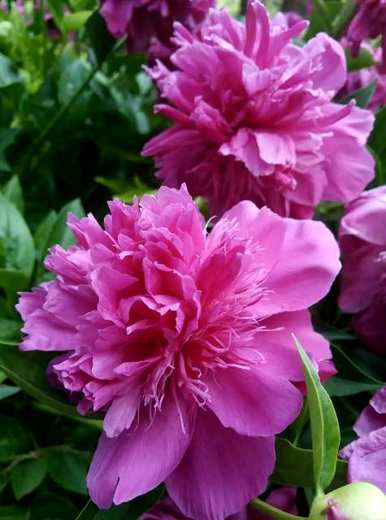 牡丹花开花的季节是什么，牡丹花开花的季节是什么？