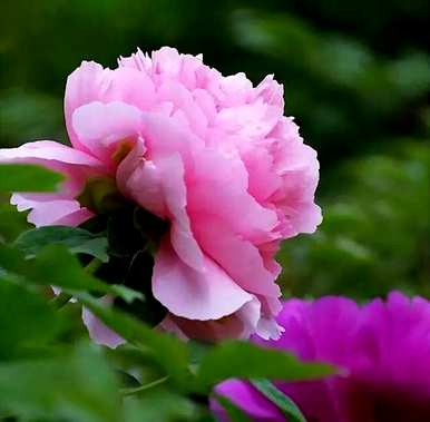 牡丹花开花的季节是什么，牡丹花开花的季节是什么？