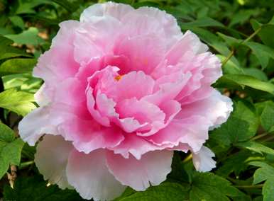 牡丹花开花的季节是什么，牡丹花开花的季节是什么？