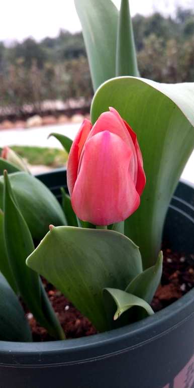 牡丹花开花的季节是什么，牡丹花开花的季节是什么？