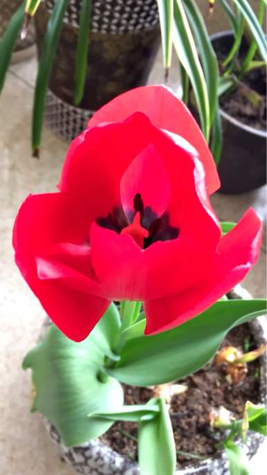 牡丹花开花的季节是什么，牡丹花开花的季节是什么？