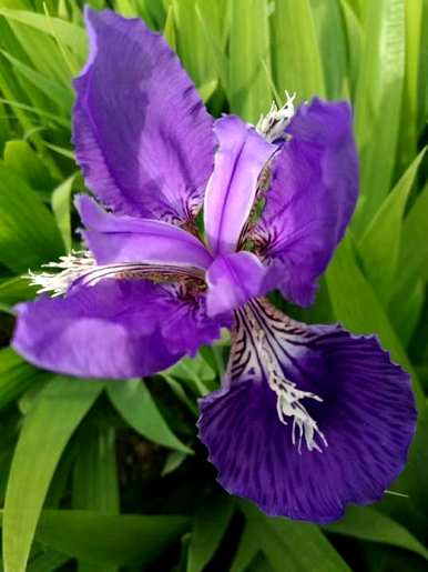 牡丹花开花的季节是什么，牡丹花开花的季节是什么？