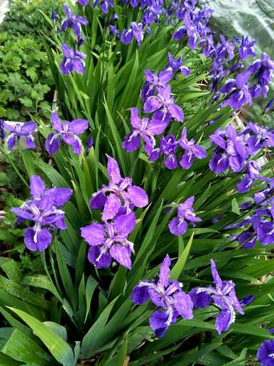 牡丹花开花的季节是什么，牡丹花开花的季节是什么？