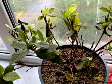栀子花开什么季节，广场舞栀子花开什么季节？