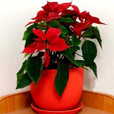 圣诞花怎么养才能开花，冬天圣诞花怎么养？