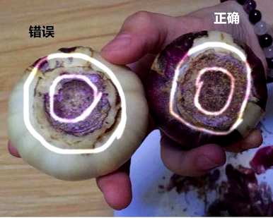 风信子种植方法的全过程，如何种植风信子？