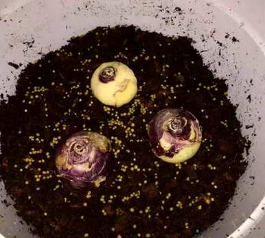 风信子种植方法的全过程，如何种植风信子？