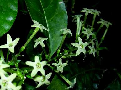 六月什么花开得最旺盛，六月什么花开得最茂盛？
