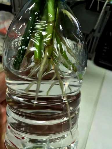 怎样养绿萝才能在冬天茂盛，怎样养绿萝才能茂盛