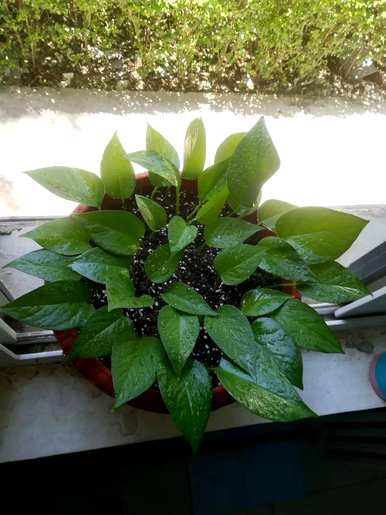 怎样养绿萝才能在冬天茂盛，怎样养绿萝才能茂盛