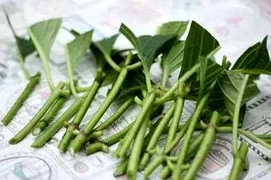 绣球花可以分根繁殖吗？如何种植绣球花？