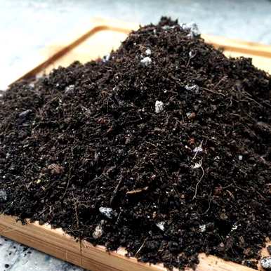 绣球花可以分根繁殖吗？如何种植绣球花？