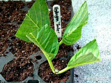 绣球花可以分根繁殖吗？如何种植绣球花？