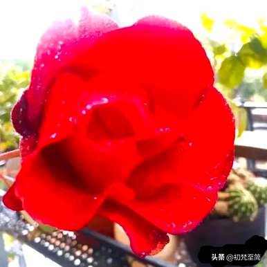 红玫瑰是什么意思，红玫瑰是什么意思？