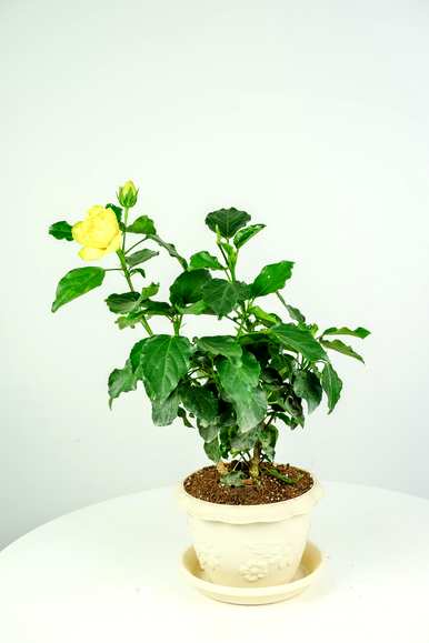 如何培育扶桑花的棒棒糖，如何培育扶桑花