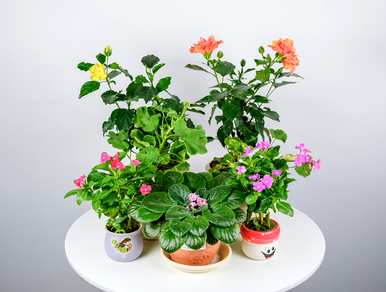 如何培育扶桑花的棒棒糖，如何培育扶桑花