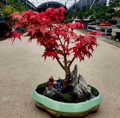 枫叶盆景的养护方法，如何种植枫叶盆景？