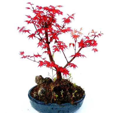枫叶盆景的养护方法，如何种植枫叶盆景？