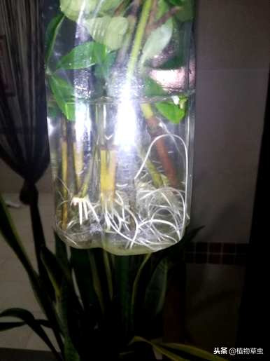 栀子如何水培养殖？水培栀子会开花吗？