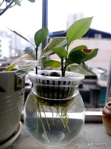 栀子如何水培养殖？水培栀子会开花吗？