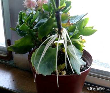 栀子如何水培养殖？水培栀子会开花吗？