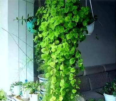 室内植物对人体有好处，室内去除甲醛最好的植物