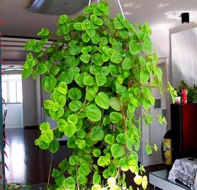 室内植物对人体有好处，室内去除甲醛最好的植物