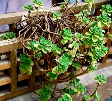 室内植物对人体有好处，室内去除甲醛最好的植物
