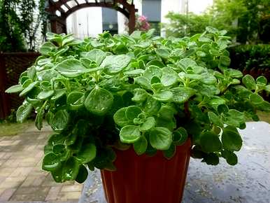 室内植物对人体有好处，室内去除甲醛最好的植物