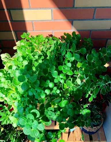室内植物对人体有好处，室内去除甲醛最好的植物