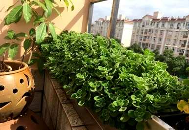 室内植物对人体有好处，室内去除甲醛最好的植物