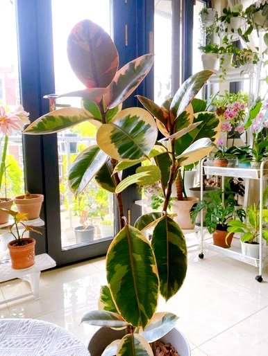 室内植物对人体有好处，室内去除甲醛最好的植物