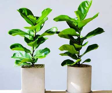 室内植物对人体有好处，室内去除甲醛最好的植物