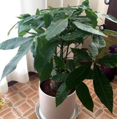如何补救水培发财树烂根？如何补救水培发财树烂根？