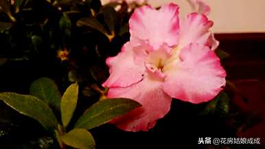 双色杜鹃的种植方法，如何养好双色杜鹃