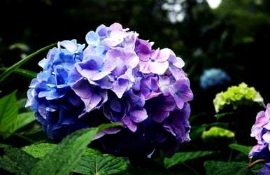 绣球花修剪方法图，绣球花修剪方法图