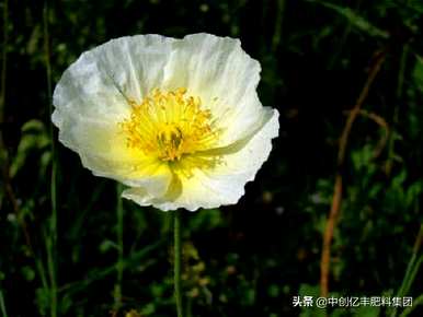 怎样才能种花毛啶球，怎样才能种花毛啶球？