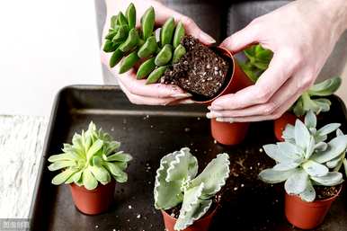 多肉峨眉山的种植方法，如何种植多肉苗？