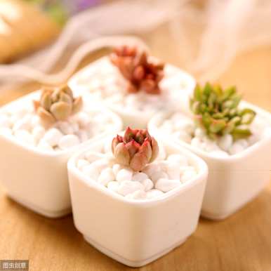 多肉峨眉山的种植方法，如何种植多肉苗？