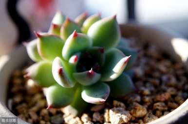 多肉峨眉山的种植方法，如何种植多肉苗？