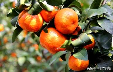 如何种植砂糖橙的技术，用什么土壤种植砂糖橙？