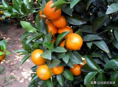 如何种植砂糖橙的技术，用什么土壤种植砂糖橙？
